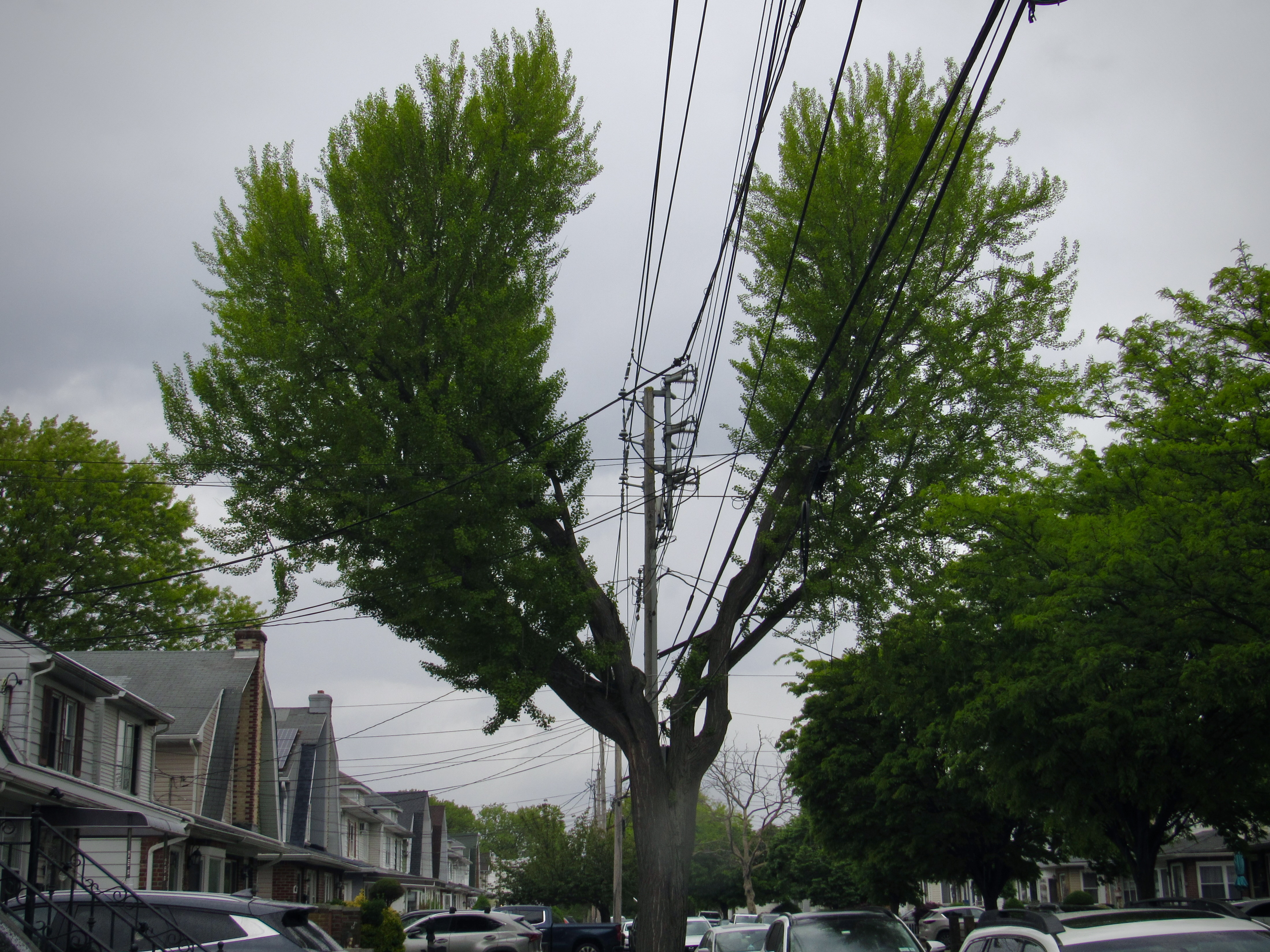 Power lines cut through a tree.